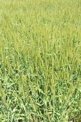 麦畑を見上げると青空と雲