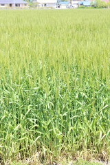 麦畑を見上げると青空と雲