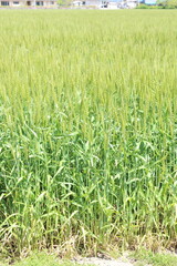 麦畑を見上げると青空と雲