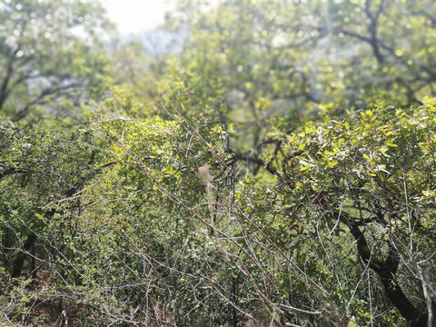 Bosque de &aacute;rboles verdes