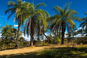 Fototapeta na wymiar Tall palm trees and blue sky in the Inhotim Institute at Brumadinho, State of Minas Gerais, Brazil.