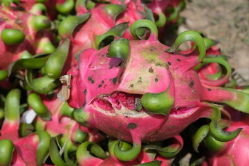 Fototapeta na wymiar Dragon fruit plant diseases. Dragon spots.