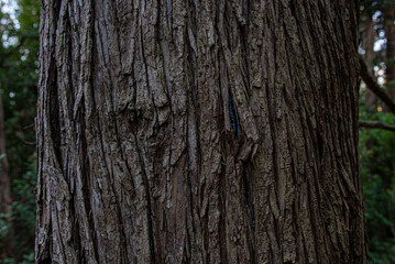 Obraz premium California Trees, Pacifica, CA , Landscape along the California State Route 1 - Pacific Cost Highway