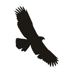 Obraz premium Eagle silhouette in black. Flying Aquila chrysaetos silhouette isolated on white background. Eagle black design. Vector illustration
