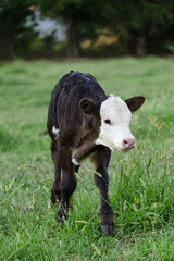 Obraz premium Black Hereford Calf