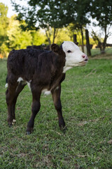 Hereford Black and White Calf mooing