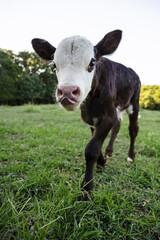 Black Hereford Calf walking