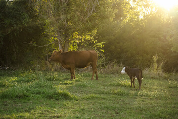 Cows in Green pasture