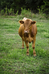 Fototapeta premium Brown Gelbvieh Cow standing in pasture