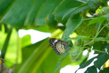 Butterfly and butterfly eggs on the Passiflora foetida plant.