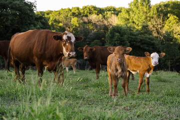 Fototapeta na wymiar Hereford Cattle with Calf