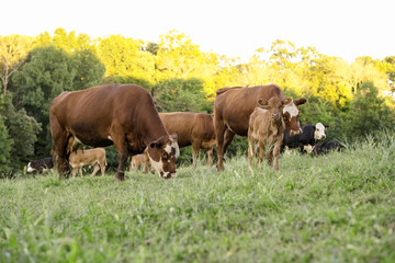 Cattle Heard of Black Angus, Hereford and Gelbieh Cows in Missouri green Pasture with Trees.