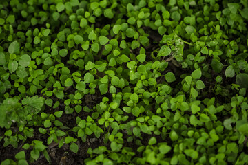 Tiny Green Leaves on forest floor