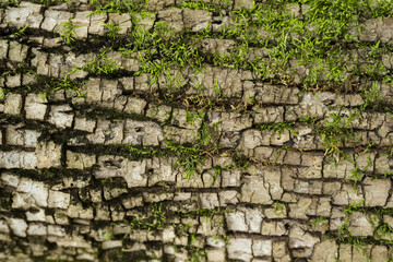 Tree Bark with Green Moss