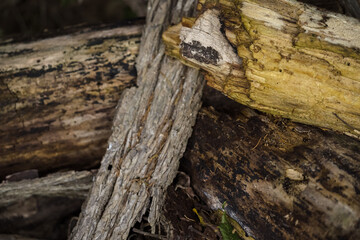 Wood in Forest