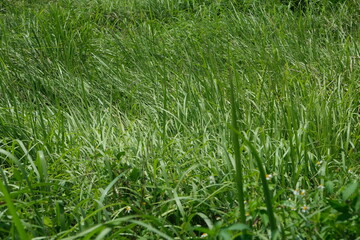 Grass field in the countryside of Vietnam.