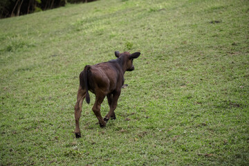 Fototapeta premium Cows in Green pasture