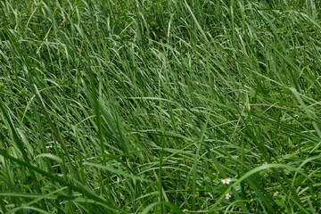 Grass field in the countryside of Vietnam.
