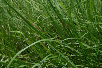 Grass field in the countryside of Vietnam.