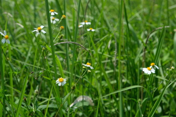 Grass field in the countryside of Vietnam.