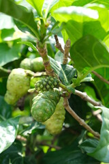 Morinda citrifolia fruit on the tree.