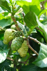 Morinda citrifolia fruit on the tree.
