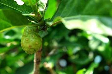 Morinda citrifolia fruit on the tree.