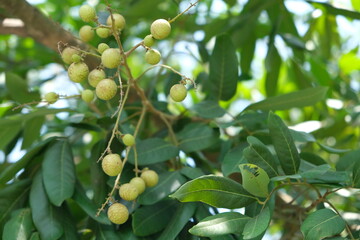 Young longan fruit in the summer.