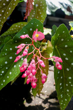 Leopard-type Begonias, White-spotted Begonias With Pink Flowers. Ornamental Plants Begonia Flower Seeds Leopard Leopard