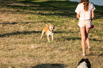 A playful dog full of energy of love and life enjoys God's gift of existence