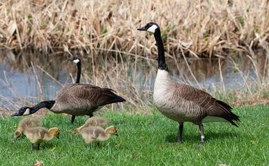 robins,blue jays and other wildlife we caught at a local park in stlouis