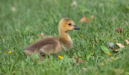 robins,blue jays and other wildlife we caught at a local park in stlouis