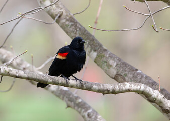 robins,blue jays and other wildlife we caught at a local park in stlouis