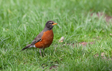 robins,blue jays and other wildlife we caught at a local park in stlouis
