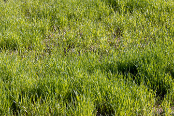 agricultural field where green unripe wheat grows
