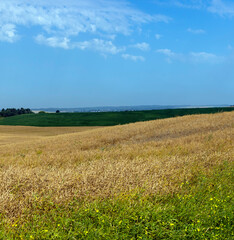Fototapeta premium rapeseed field for harvesting seeds for oil