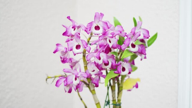 満開に花開く美しいランデンドロビュームの蘭