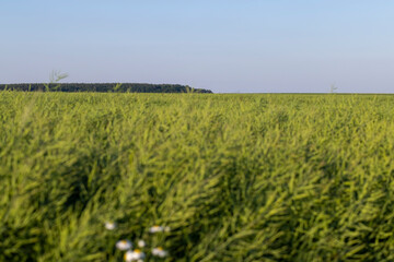 Obraz premium faded green rapeseed pods with seeds