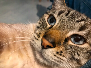 Monoï the siamese cat