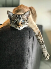 Monoï, Siamese cat resting