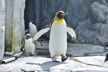動物園のキングペンギン