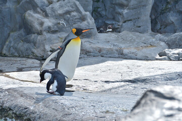 動物園のキングペンギン