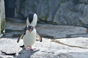 動物園のイワトビペンギン