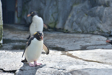 動物園のイワトビペンギン