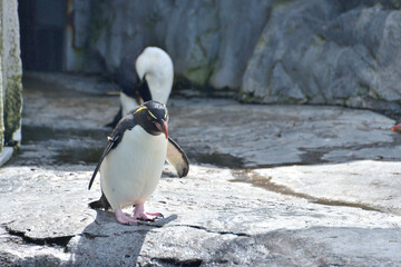 動物園のイワトビペンギン