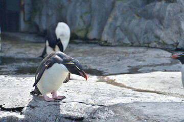動物園のイワトビペンギン