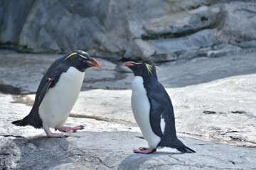 動物園のイワトビペンギン