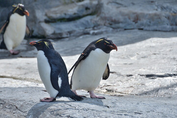 動物園のイワトビペンギン