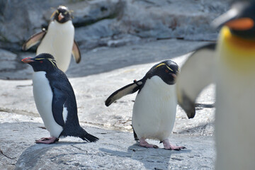 動物園のイワトビペンギン