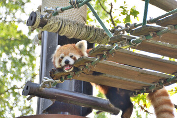 動物園のレッサーパンダ